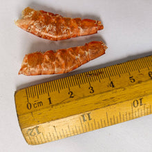 Load image into Gallery viewer, Dried Sea Prawns (Cleaned extra size)