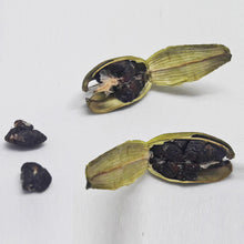 Load image into Gallery viewer, Kerala Cardamom