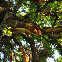 Load image into Gallery viewer, Wild Kerala Honey (Wayanad Forest), 250g