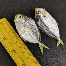 Load image into Gallery viewer, Dried Silver Belly Fish